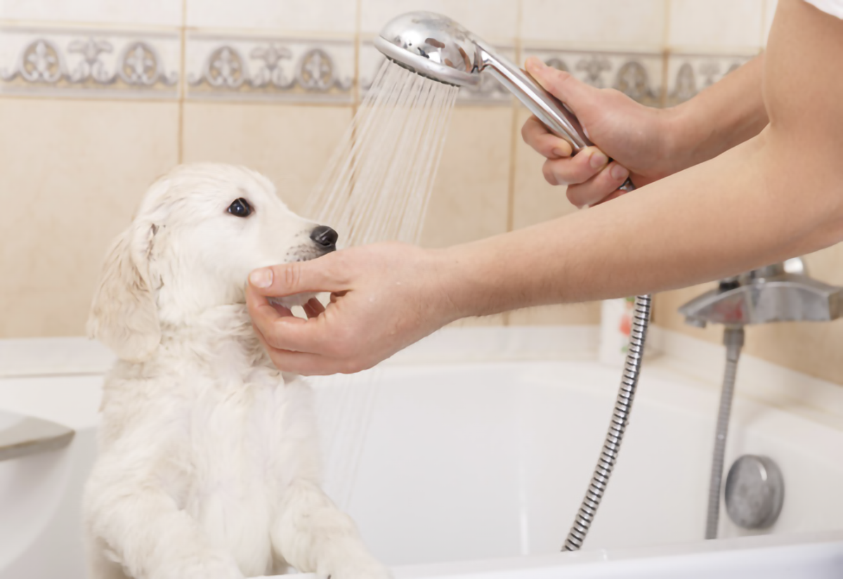 : puppy getting a bath